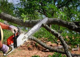 Best Firewood Processing and Delivery  in Boonton, NJ