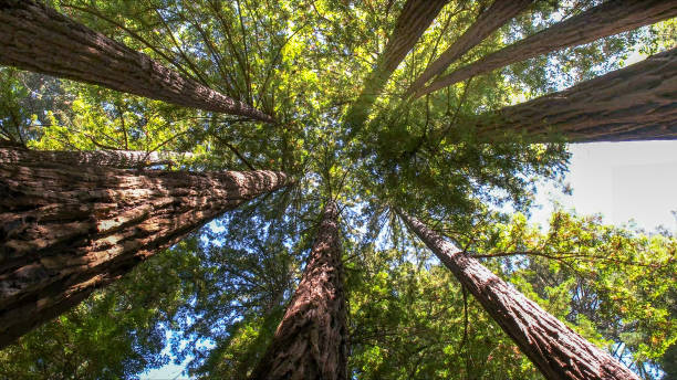Best Tree Health Inspection  in Boonton, NJ