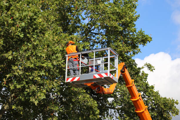 Best Leaf Removal  in Boonton, NJ