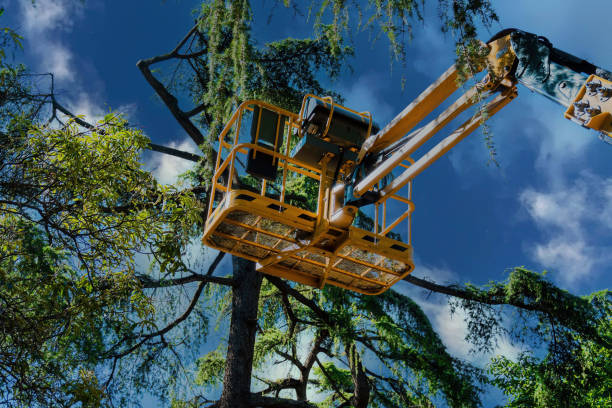 Best Aeration Services  in Boonton, NJ