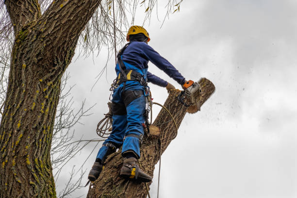 Best Hedge Trimming  in Boonton, NJ