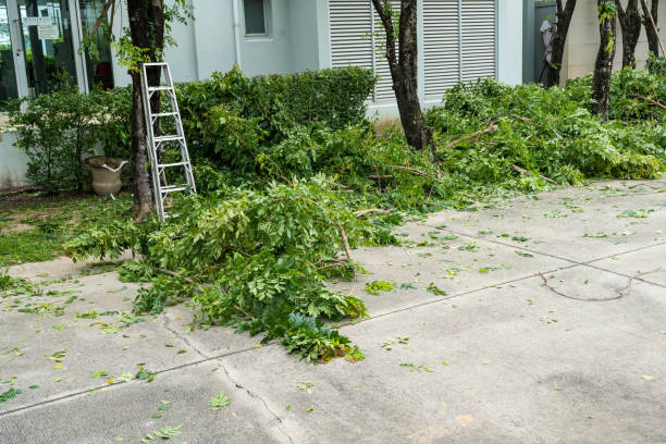 Best Lawn Pest Prevention  in Boonton, NJ