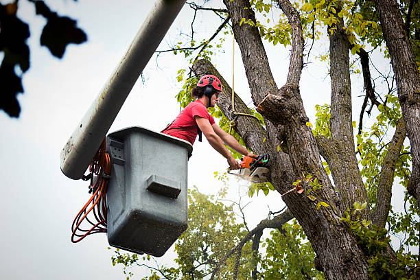 Best Hedge Trimming  in Boonton, NJ