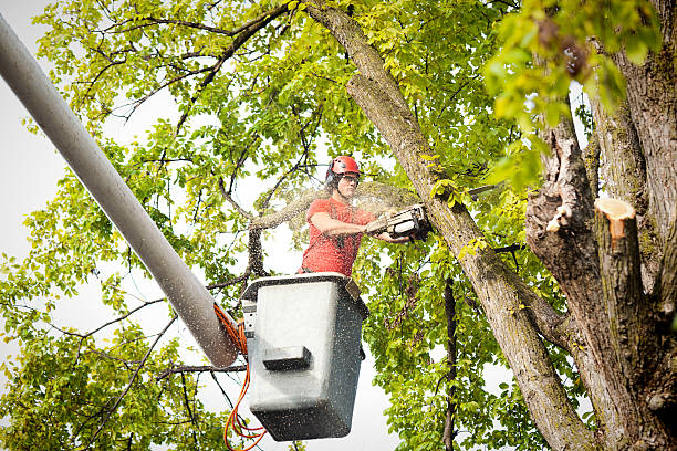 Best Tree Removal  in Boonton, NJ